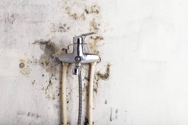 Best Home Mold Removal  in Takoma Park, MD