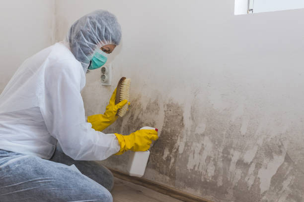 Trusted Takoma Park, MD Mold Removal Experts