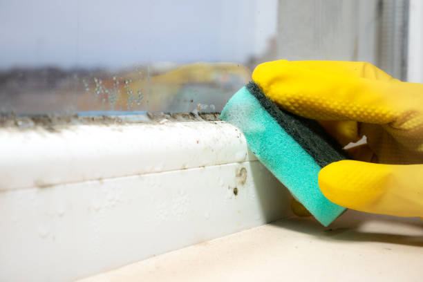 Best Affordable Mold Removal  in Takoma Park, MD