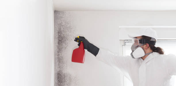 Best Mold Removal Company Near Me  in Takoma Park, MD