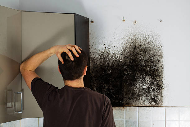 Crawl Space Mold Removal in Takoma Park, MD