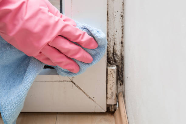 Best Toxic Mold Removal  in Takoma Park, MD