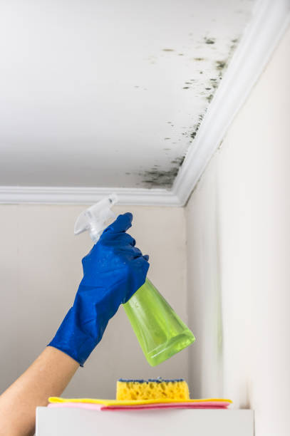 Best Emergency Mold Removal  in Takoma Park, MD
