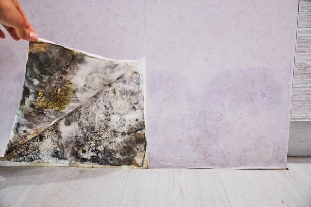 Best Mold Remediation  in Takoma Park, MD